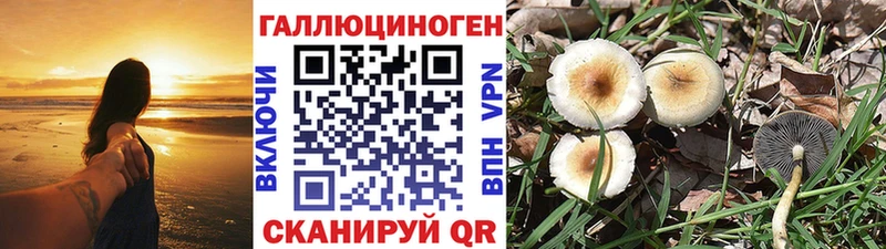 Галлюциногенные грибы Psilocybine cubensis Нюрба